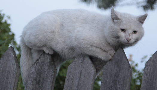 кошка, кот, животные