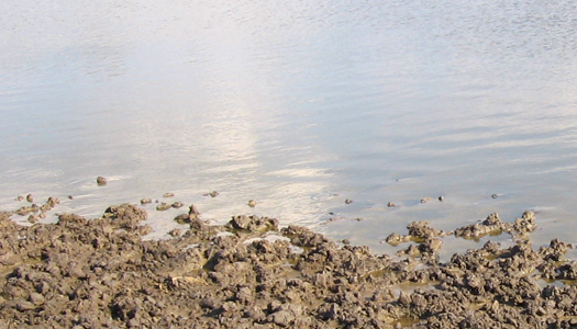 пруд, вода, утонул