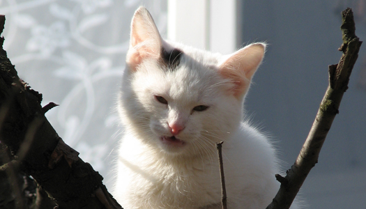 кошка, кот, животные