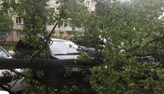 дерево на авто, стихия, буря