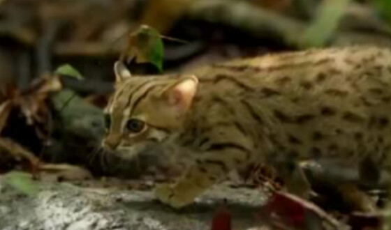 У лісах Індії знайдено найменшого представника сімейства котячих. Відео