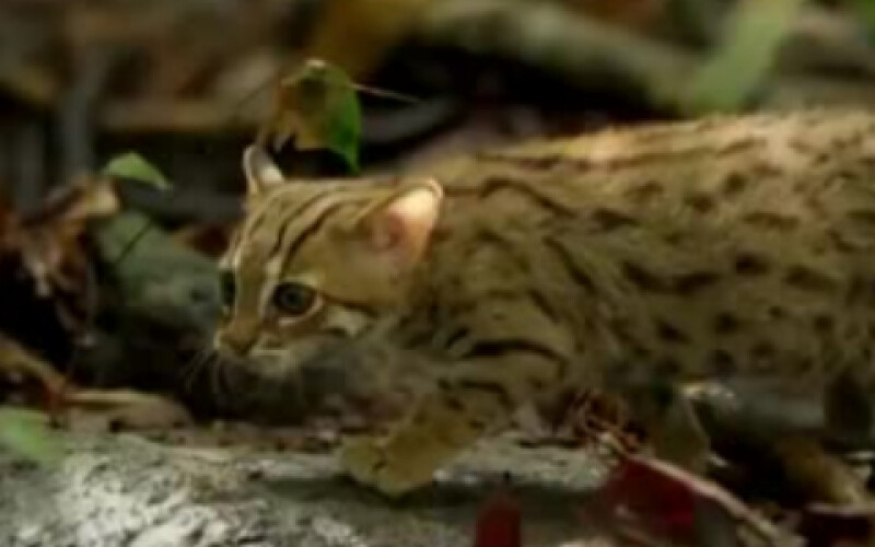 У лісах Індії знайдено найменшого представника сімейства котячих. Відео