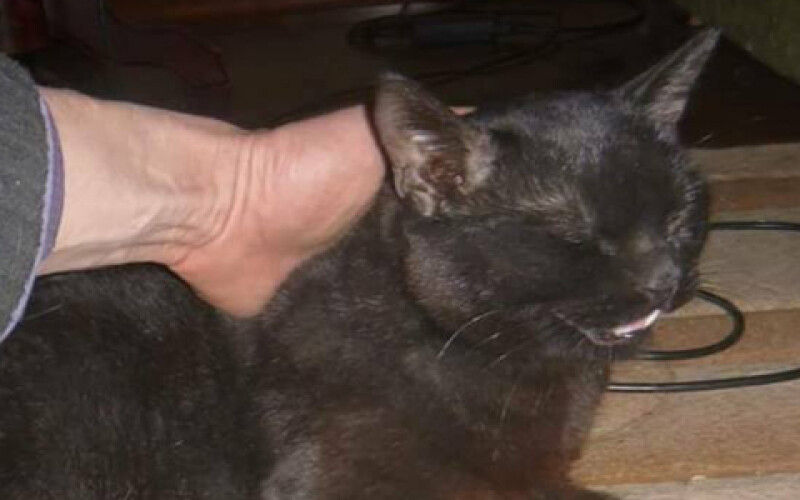 Монахиня из Италии, объезжая черного кота, попала в ДТП