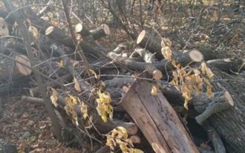 На Луганщині здійснювали незаконну вирубку лісу