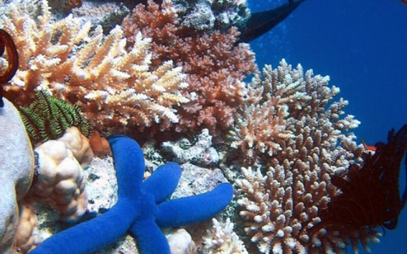 Исчезновение коралловых рифов приведет к росту океанских волн