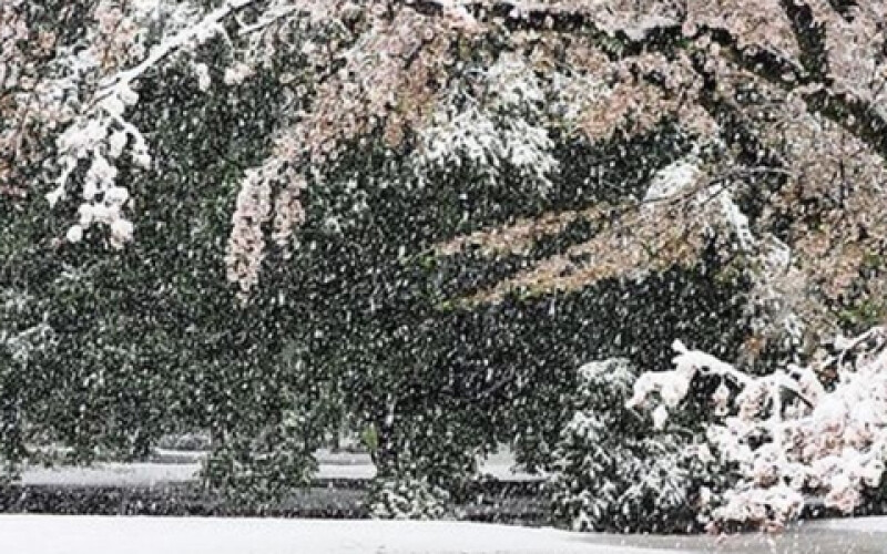 В Токио впервые за 10 лет в конце марта выпал снег