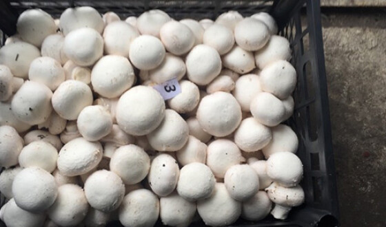 В Україні зростає попит на вирощування грибів
