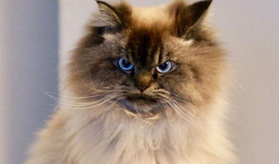 Самый сердитый кот в мире стал звездой Сети