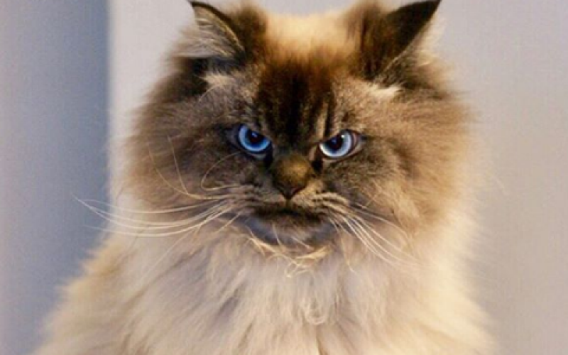 Самый сердитый кот в мире стал звездой Сети