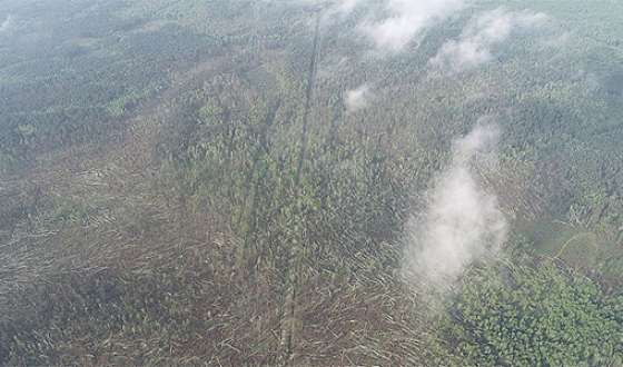 Смерч под Житомиром повалил десятки гектаров леса