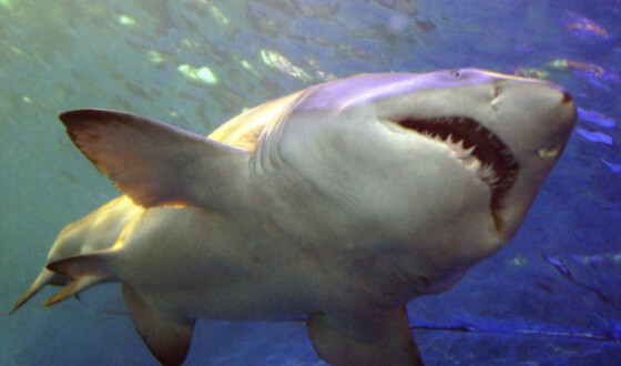 У берегов Чили обнаружили «ясли» древних белых акул