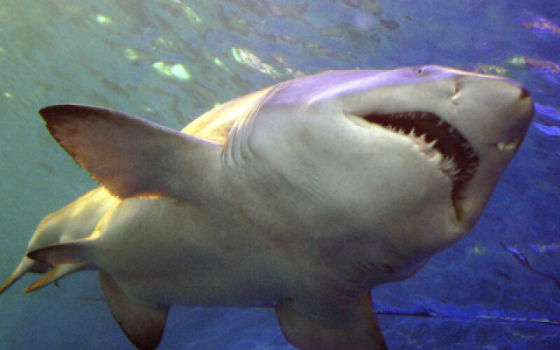 У Червоному морі акула вистрибнула з води і відкусила ногу чоловікові
