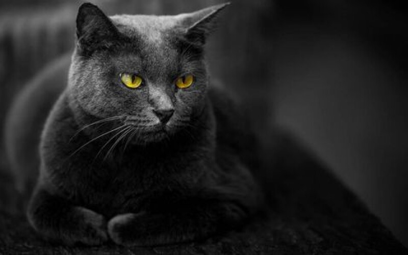 У Дніпрі чорна кішка спровокувала ДТП