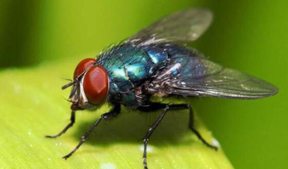 В Германии муха помешала установить рекорд по падению домино