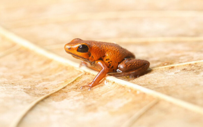 В Панаме обнаружили новый вид ядовитых оранжевых лягушек