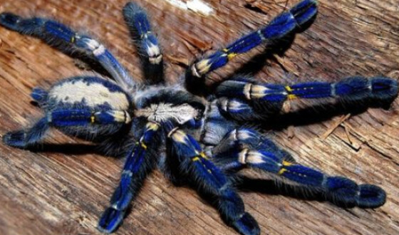 Зоолог з Одеси вирощує у будинку більше тисячі павуків-птахоїдів