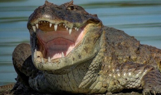 В американському штаті Флорида величезний крокодил заліз у басейн