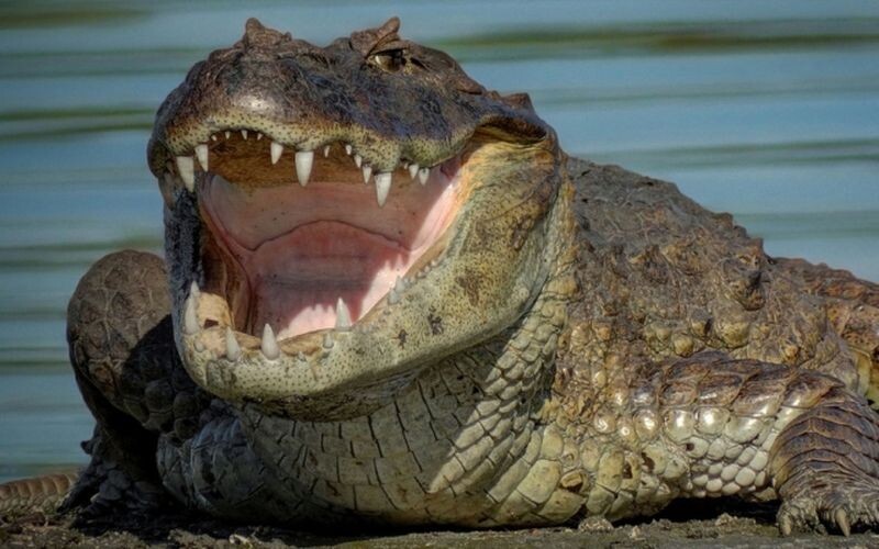 В американському штаті Флорида величезний крокодил заліз у басейн