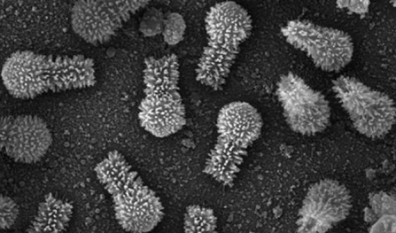 Ученые в Бразилии открыли два новых вирусных штамма