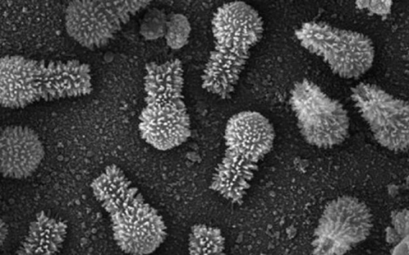 Ученые в Бразилии открыли два новых вирусных штамма