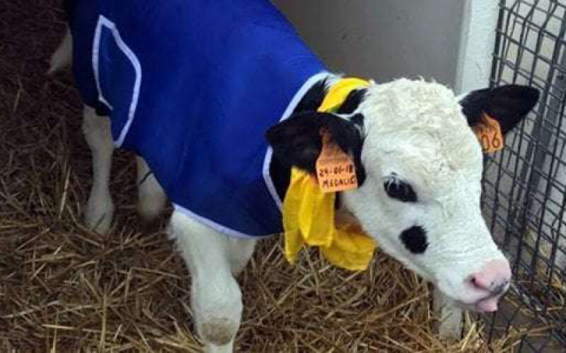 В Италии фермеры надели пальто на мерзнущих коров