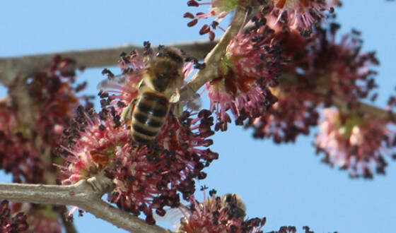 Бджоли почали масово хворіти на захворювання, схоже на COVID-19