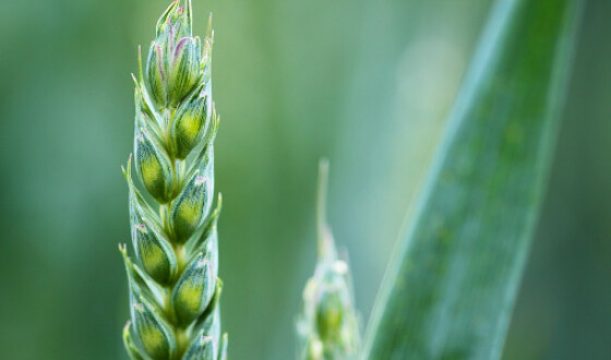 В Україні зібрано 40 мільйонів тонн зернових