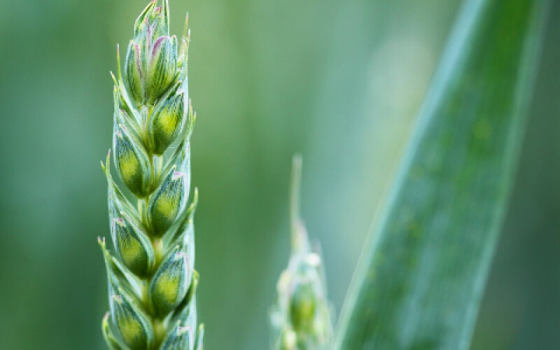 Україна встановила історичний рекорд з експорту зерна