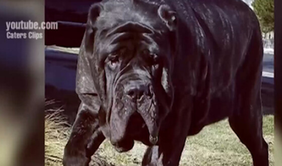В США нашли самого большого щенка в мире