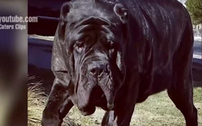 В США нашли самого большого щенка в мире