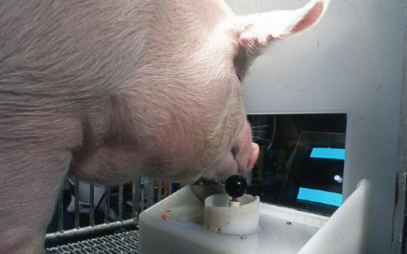 Свині здивували вчених здатністю грати в комп&#8217;ютерні ігри