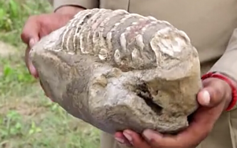 В Индии нашли челюсть древнего слона вымершего вида