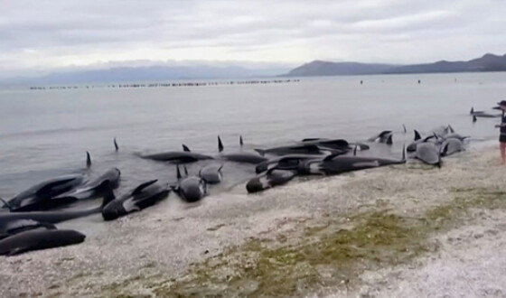 Через військові кораблі Росії в Чорному морі гинуть дельфіни