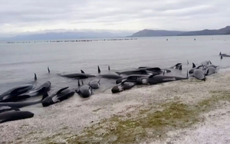 На Одещині знову знайшли мертвих дельфінів