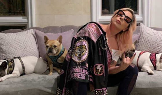 Леди Гага самоизолировалась со своими собаками