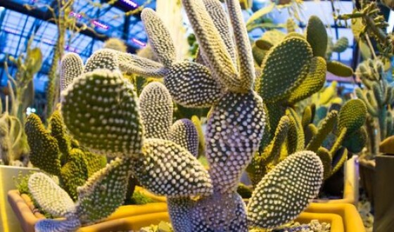 Предприниматели из Мексики научились делать кожу из кактусов