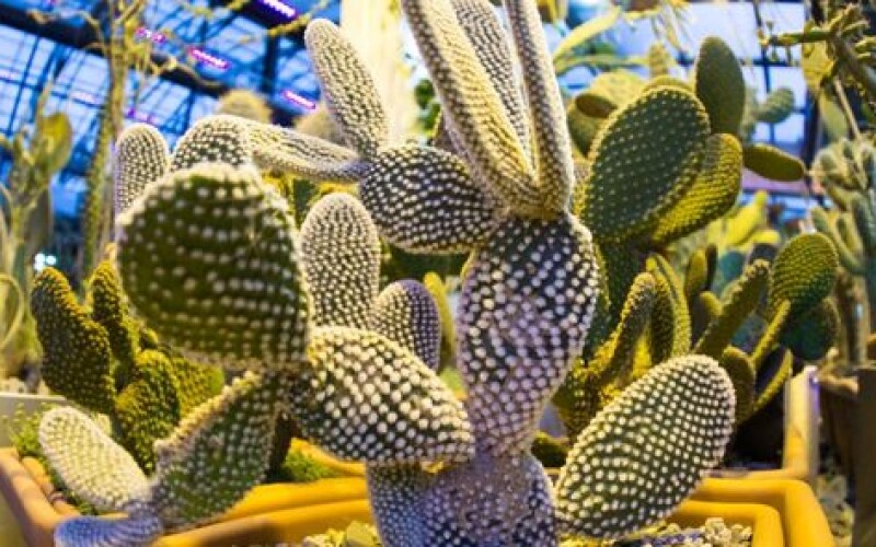 Предприниматели из Мексики научились делать кожу из кактусов