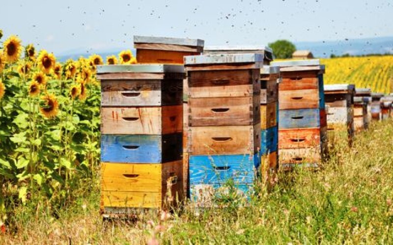 В Україні вдосконалять вимоги до меду