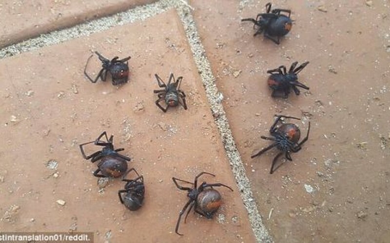 В Австралии прошел «дождь» из ядовитых пауков