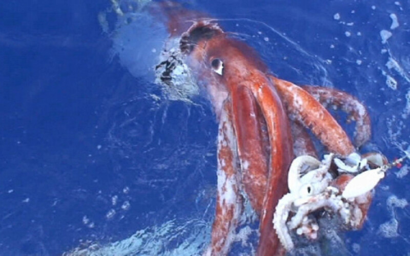 Вчені повністю розшифрували ген таємничого гігантського кальмара