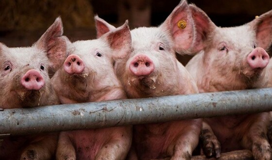 На Київщині виявлено епізоотичне вогнище африканської чуми свиней