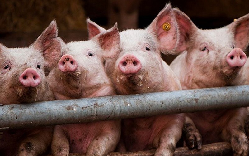 На Київщині виявлено епізоотичне вогнище африканської чуми свиней