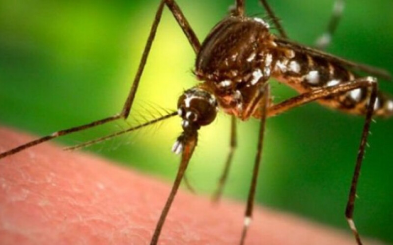 У Туреччині виявили особливо небезпечний вид комарів