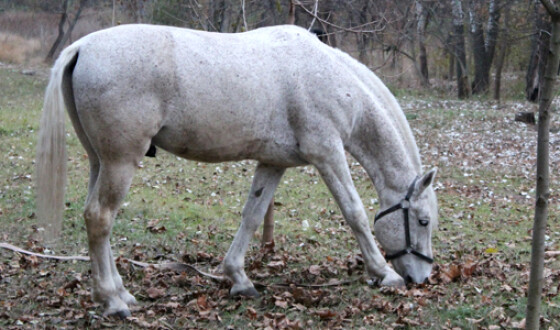 Ученые доказали, что лошади узнают своего хозяина по фото