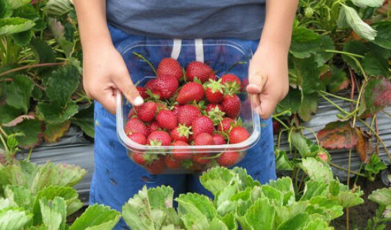 Украина вошла в ТОП-10 поставщиков ягод в Польшу