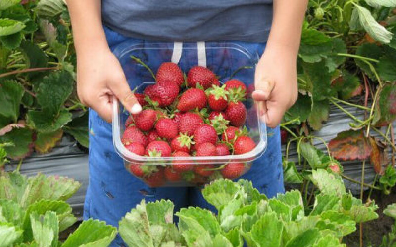 Украина вошла в ТОП-10 поставщиков ягод в Польшу