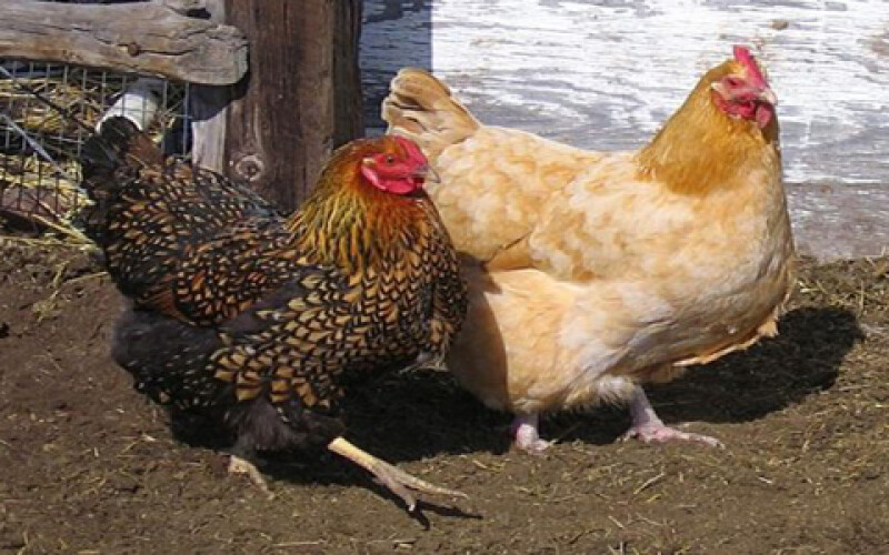 Пожар в Японии: на птицеферме сгорели десятки тысяч цыплят и кур