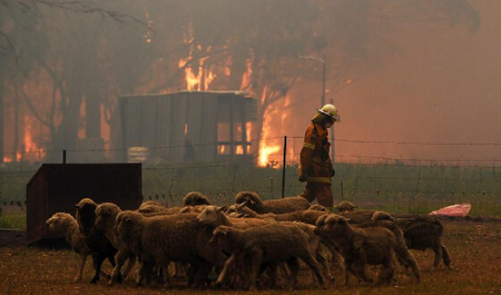В Австралії знову палають лісові пожежі, які вже знищили понад 80 житлових будинків