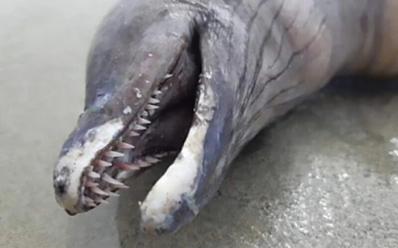 На берег мексиканського півострова Пунта Міта винесло новий вид дельфінів