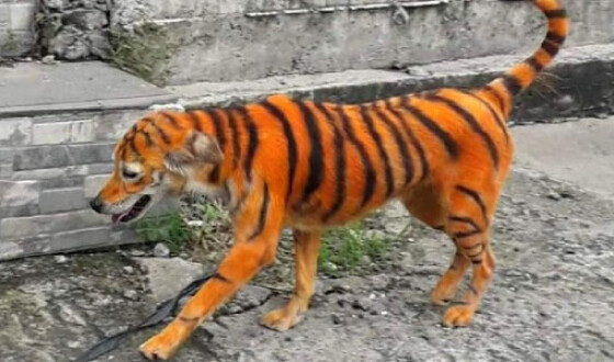 Пофарбований під тигра пес обурив зоозахисників. ФОТО